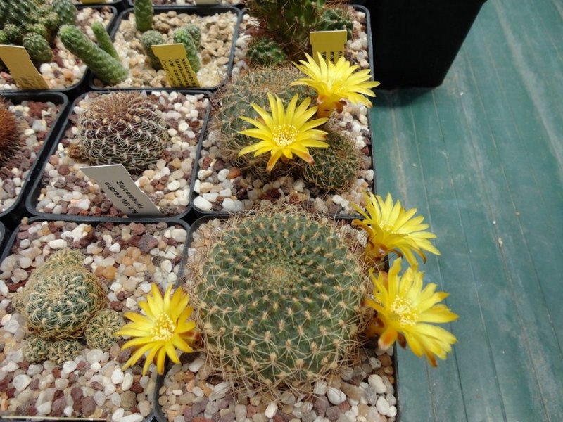 Sulcorebutia breviflora L 313