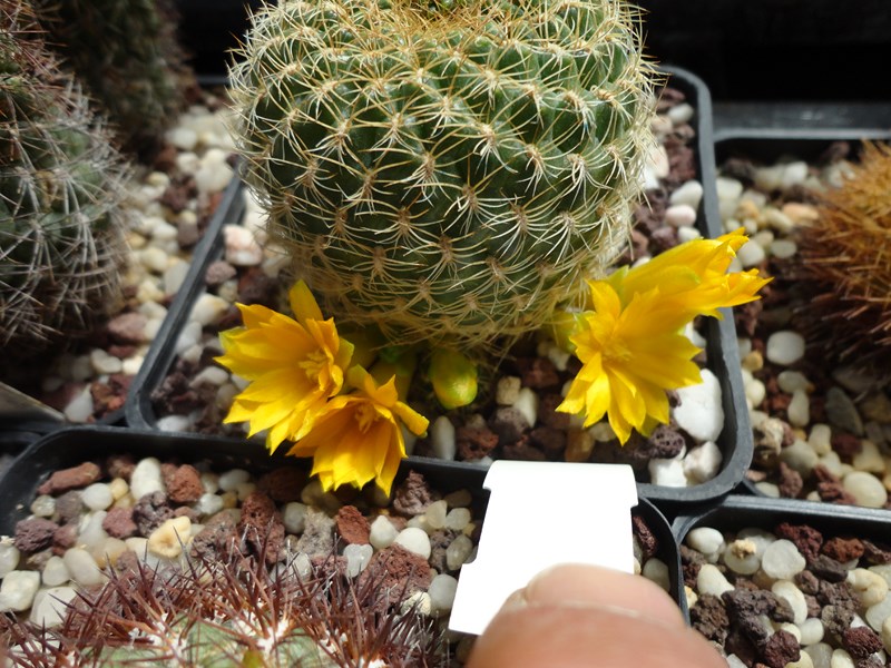 Sulcorebutia breviflora L 313