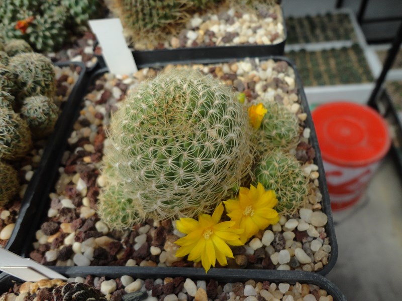 Sulcorebutia breviflora L 313