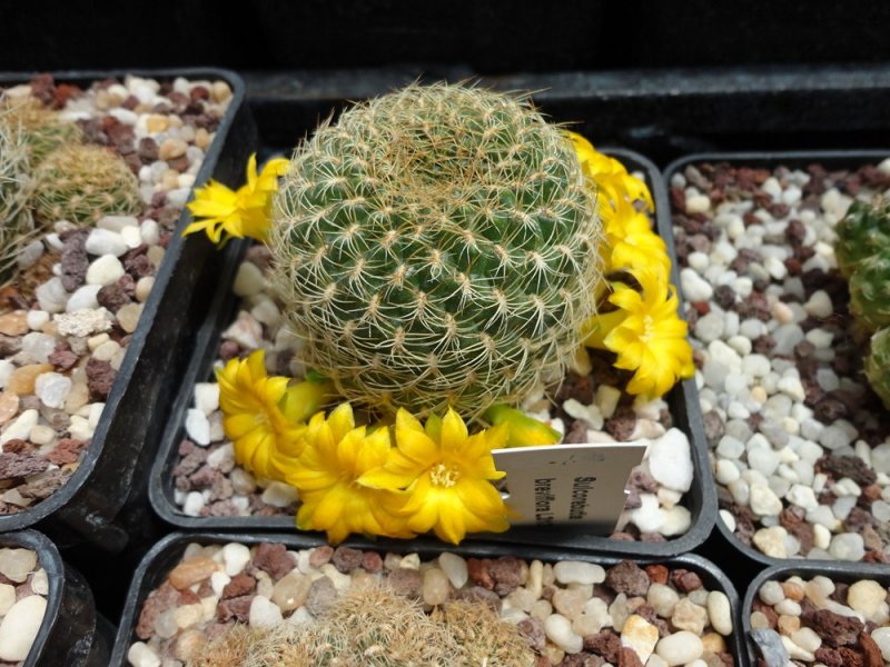 Sulcorebutia breviflora L 314