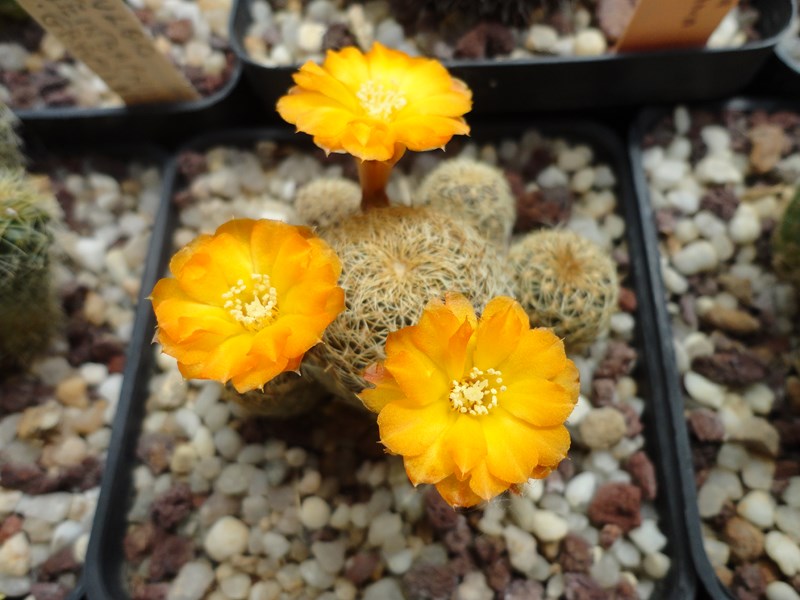 Sulcorebutia breviflora forma - orange L 314