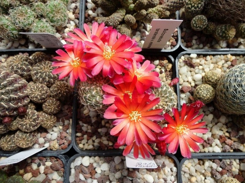 Sulcorebutia breviflora L 980