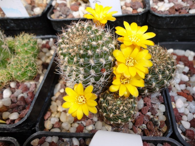 Sulcorebutia breviflora v. haseltonii L 315