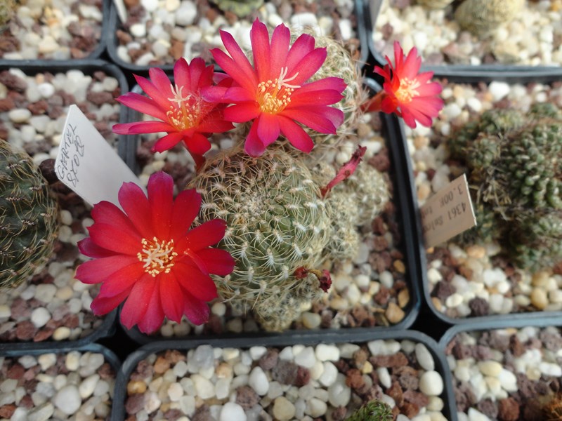 Sulcorebutia breviflora  v. haseltonii L 980