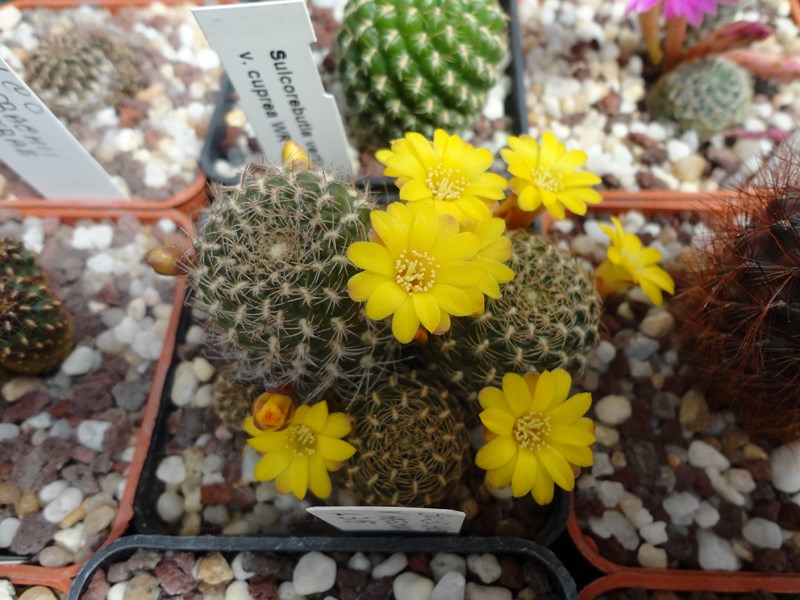 Sulcorebutia breviflora v. haseltonii L 315