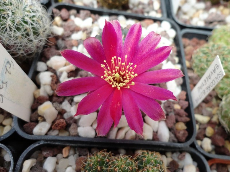 Sulcorebutia callichroma v. albiareolata VS 463