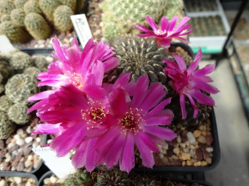 Sulcorebutia callichroma ZK 252