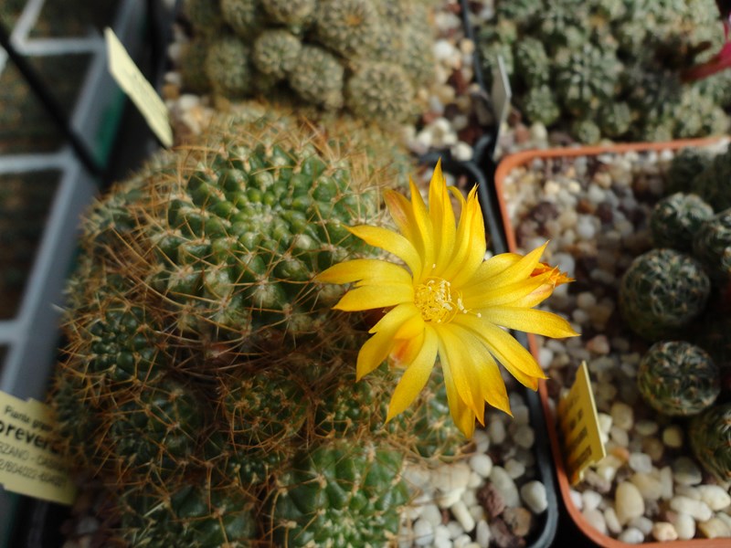 sulcorebutia candiae v. kamiensis