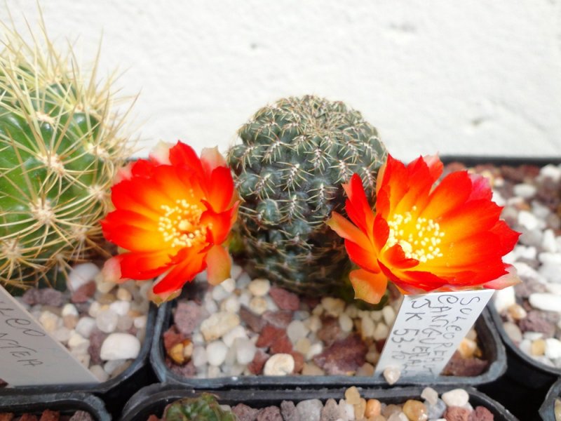 Sulcorebutia canigueralii JK 53