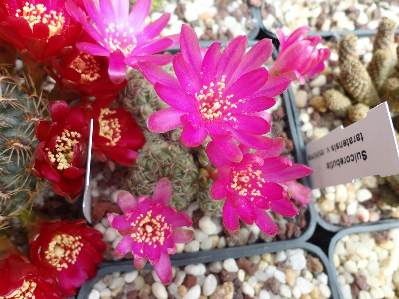 Sulcorebutia canigueralii v. applanata 