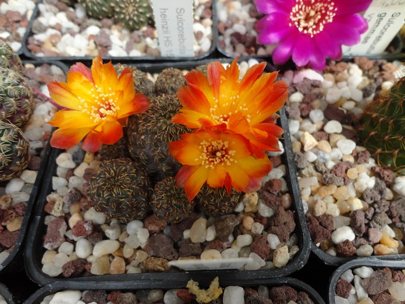 Sulcorebutia canigueralii WK 217