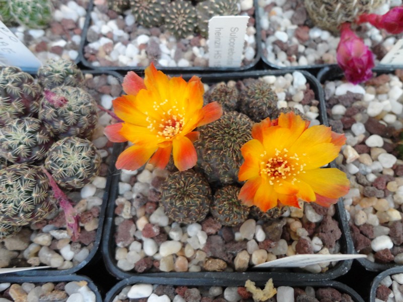 Sulcorebutia canigueralii WK 217