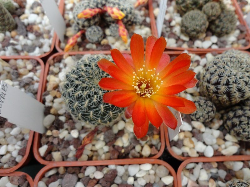 Sulcorebutia caracarensis VZ 570