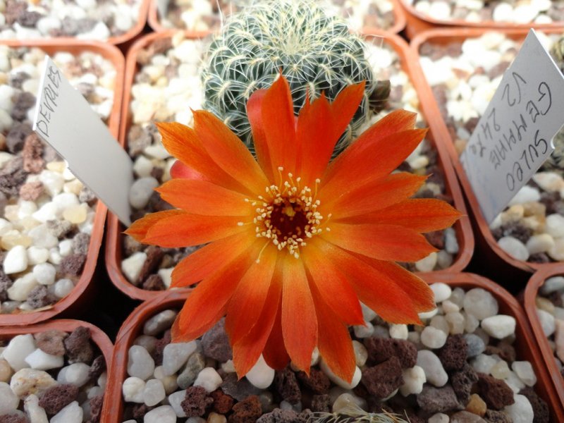 Sulcorebutia caracarensis VZ 570