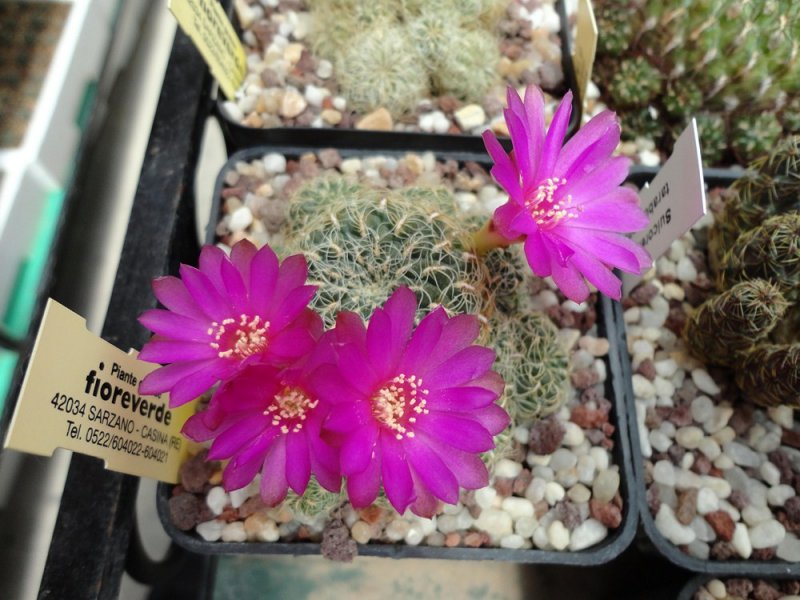 Sulcorebutia crispata L 394