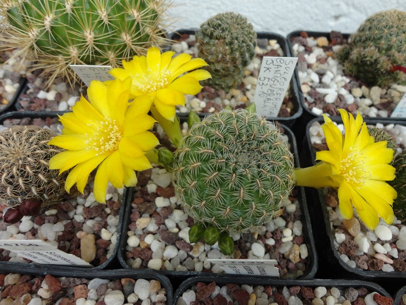 sulcorebutia elizabethae