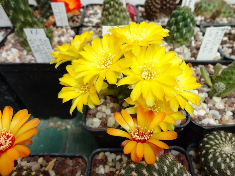 Sulcorebutia elizabethae G 260