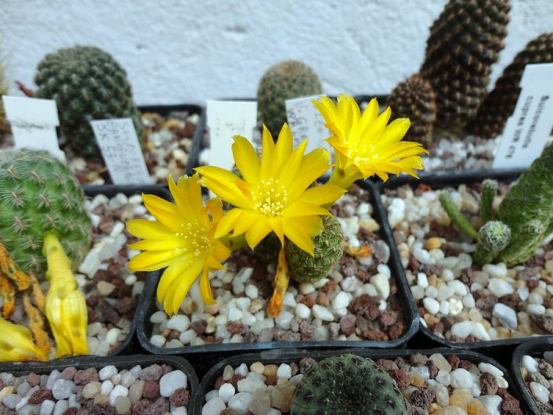 Sulcorebutia elizabethae VZ 204