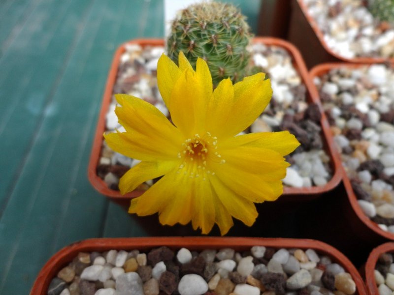 Sulcorebutia elizabethae VZ 237