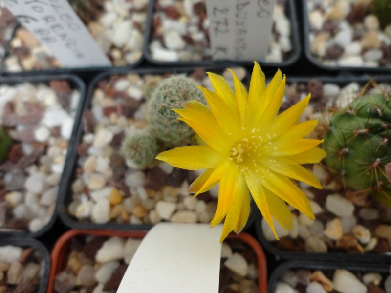 Sulcorebutia elizabethae VZ 237