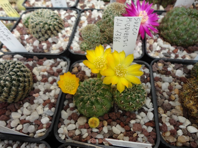 Sulcorebutia elizabethae Lh 1128