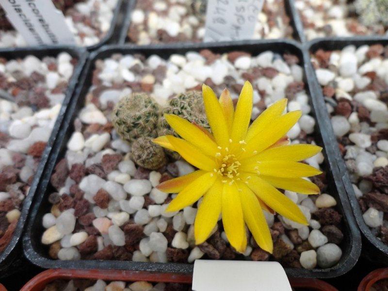 Sulcorebutia gemmae G 254/5