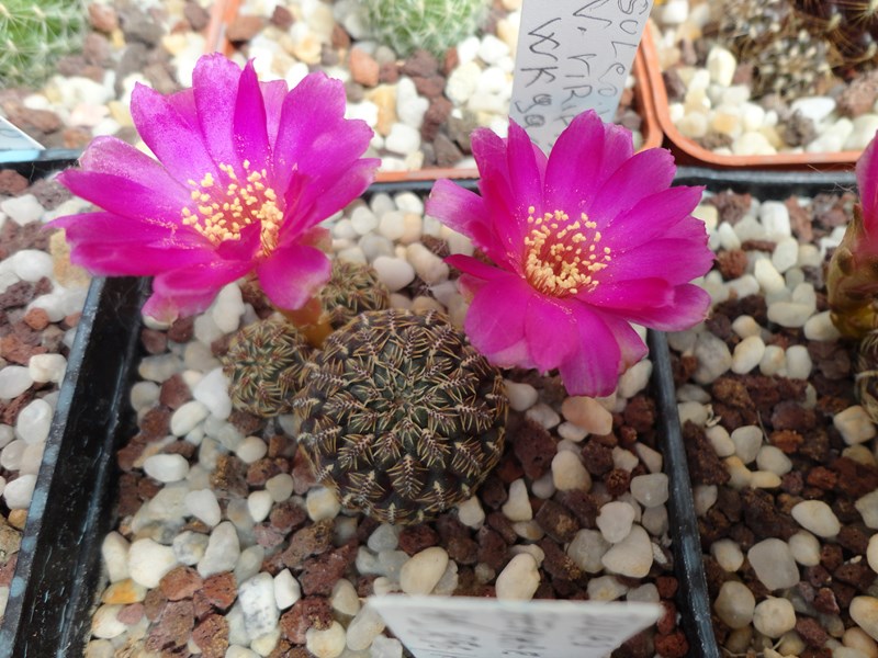 Sulcorebutia gemmae HJ 856