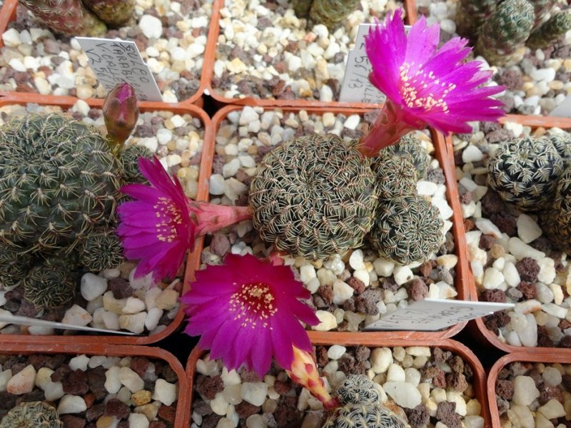 Sulcorebutia gemmae VZ 247