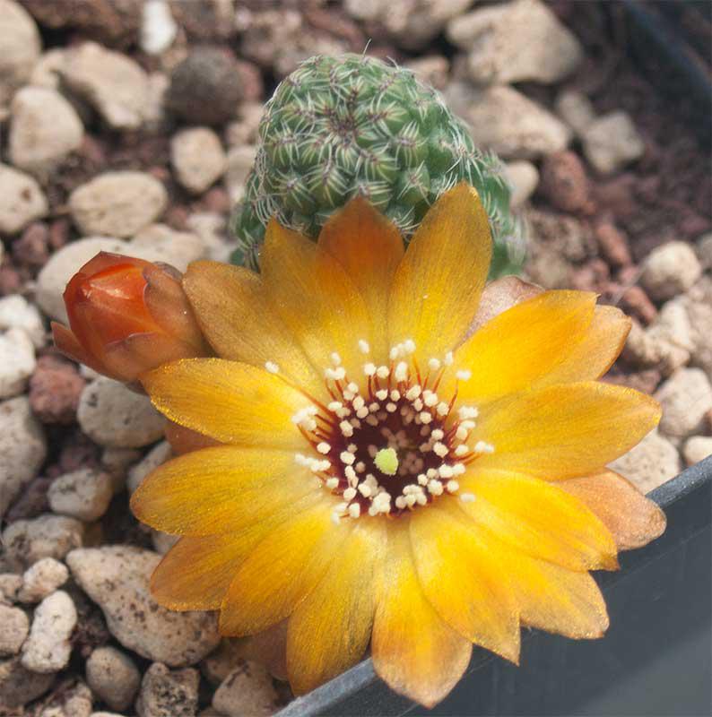 Sulcorebutia canigueralii v. aureiflora L389