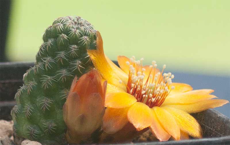 Sulcorebutia canigueralii v. aureiflora L389