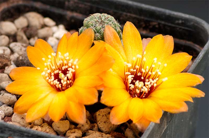 Sulcorebutia canigueralii v. aureiflora L 389