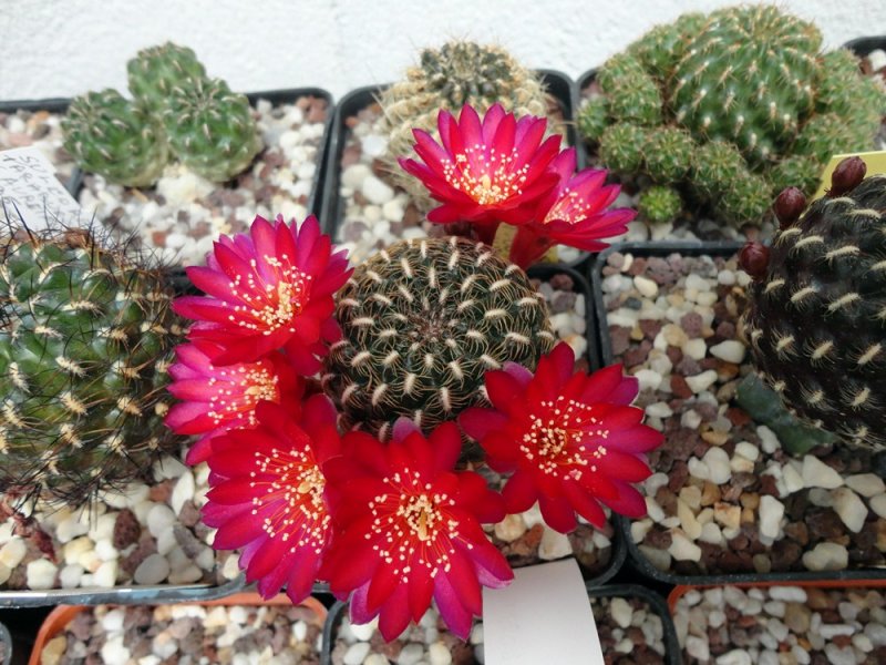 Sulcorebutia lamprochlora LH 1572