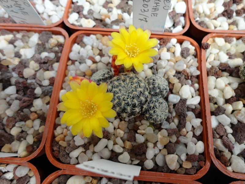 Sulcorebutia langeri VZ 126