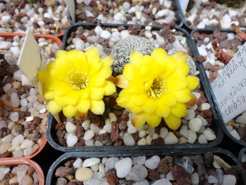 Sulcorebutia langeri RH 2366a