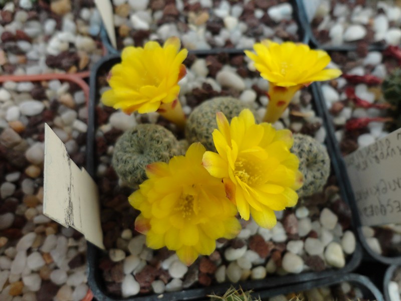 Sulcorebutia langeri RH 2366a