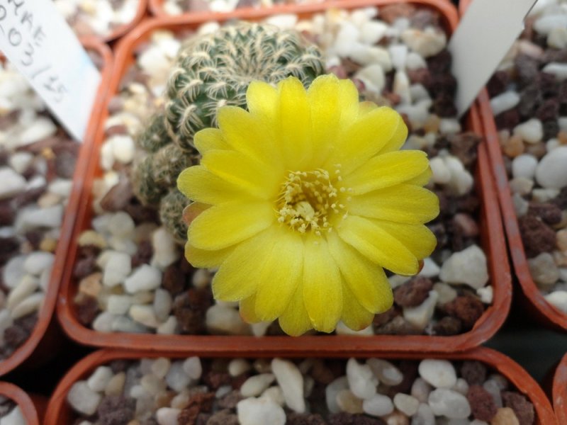 Sulcorebutia langeri VZ 126