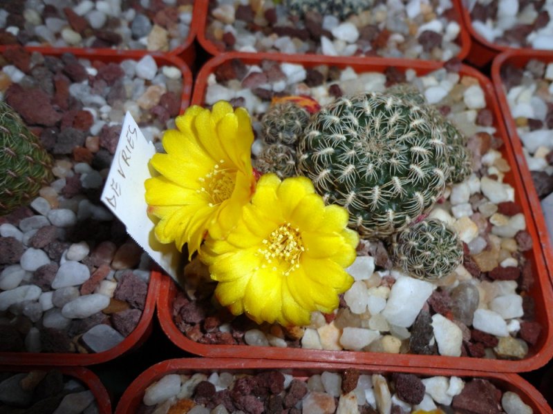 Sulcorebutia langeri VZ 126