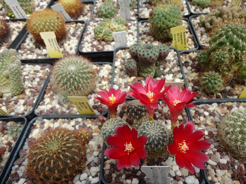 Sulcorebutia losenickyana HS 9