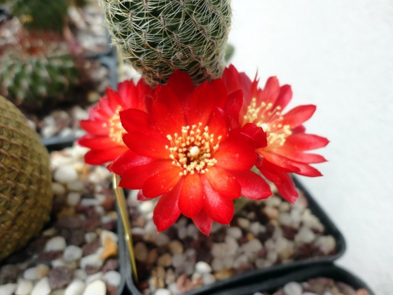 Sulcorebutia losenickyana v. chatajillensis G 42