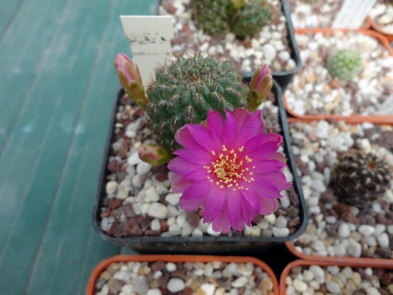 Sulcorebutia naunacaensis VZ 244