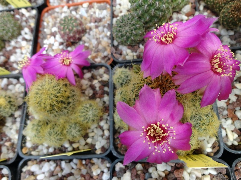 Sulcorebutia tarabucoensis ssp. patriciae LH -7