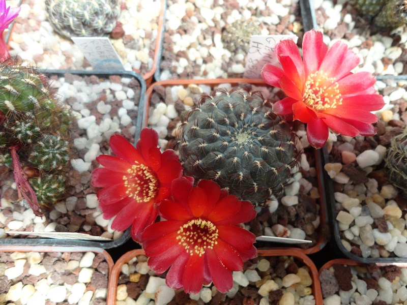 sulcorebutia pulchra v. albiareolata