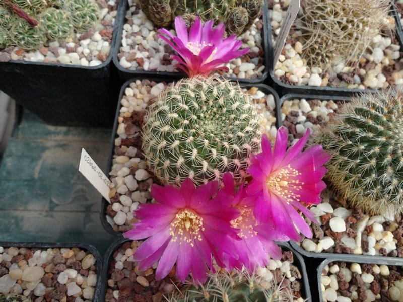 Sulcorebutia purpurea hs 109