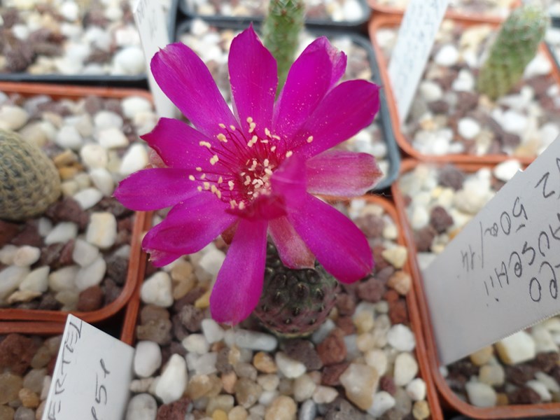 Sulcorebutia rauschii G 155a-10