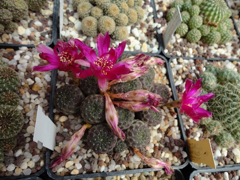 Sulcorebutia rauschii HS 121