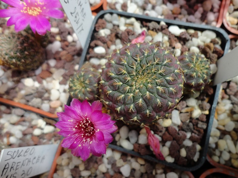 Sulcorebutia rauschii cv. gold WR 289