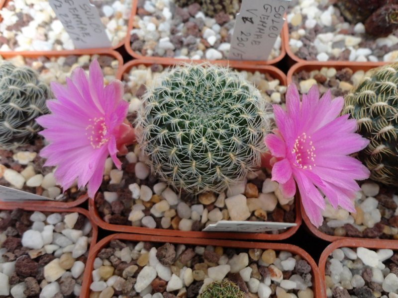 Sulcorebutia roberto-vasquezii VZ 669