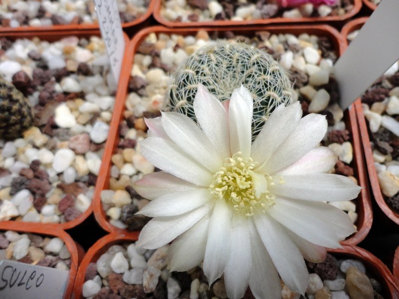 Sulcorebutia roberto-vasquezii VZ 672