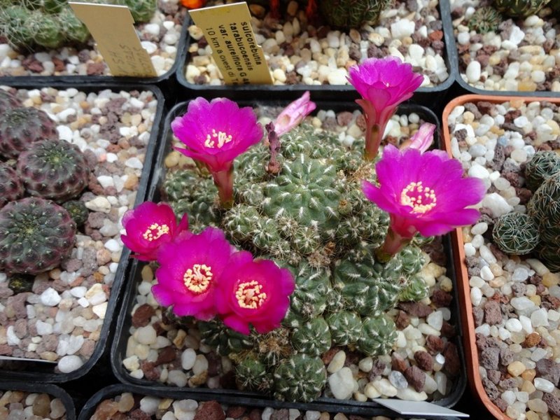 Sulcorebutia steinbachii v. gracilior 