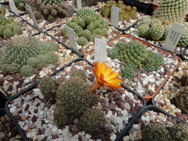 Sulcorebutia tarabucoensis G 49-2